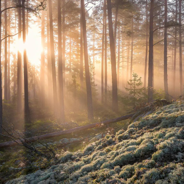 Wall Mural Photo Wallpaper Fog In The Forest With White Moss In The Foreground