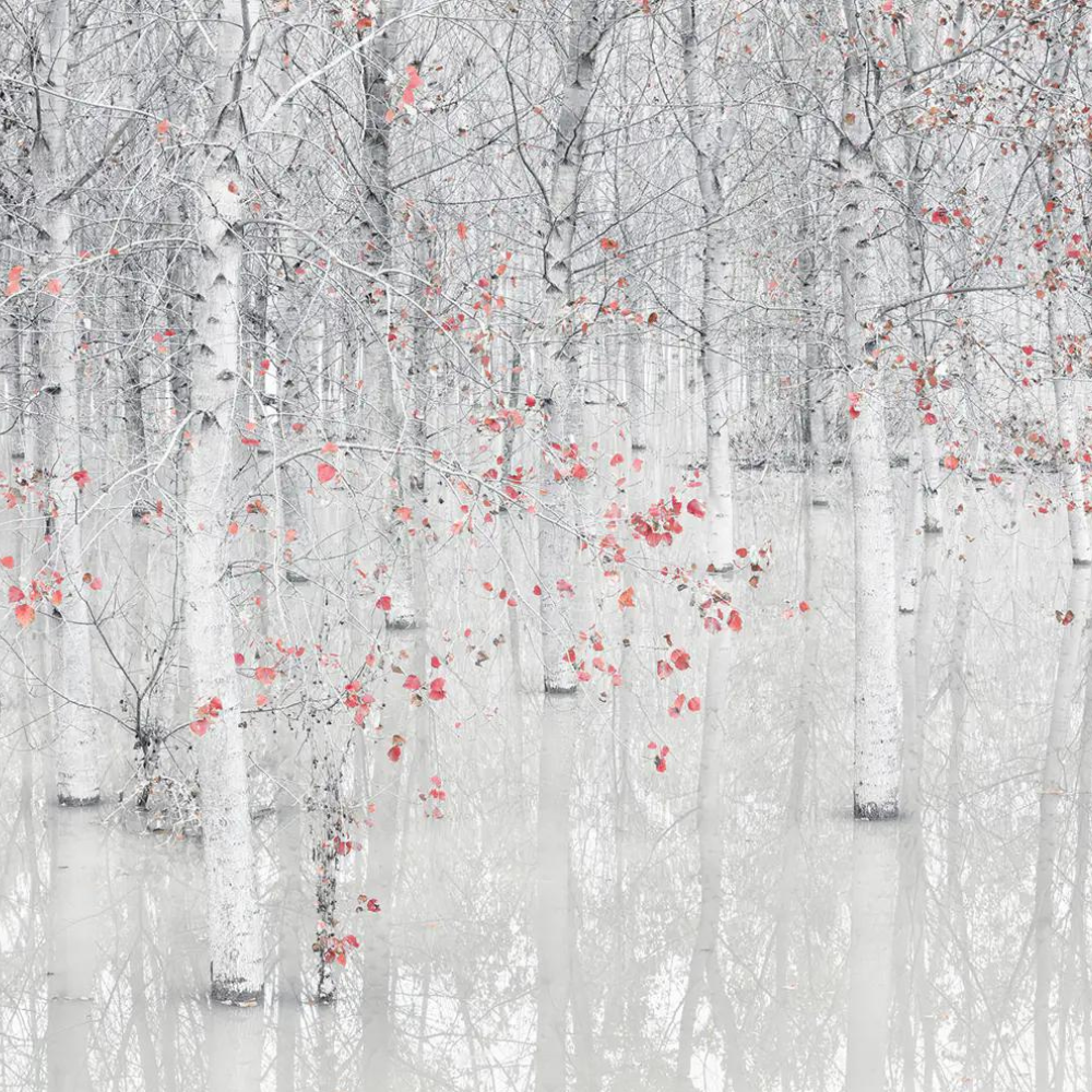 Wall Mural Photo Wallpaper Black And White