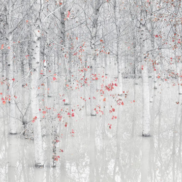 Wall Mural Photo Wallpaper Black And White